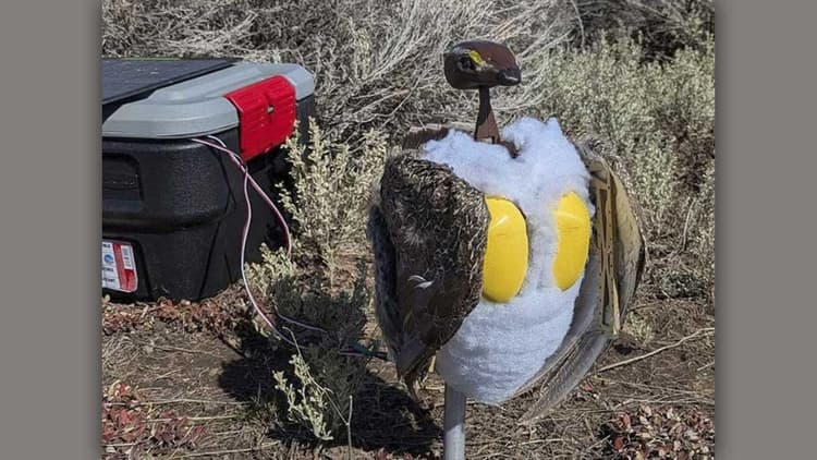 Robot birds deployed in US national parks to boost endangered species