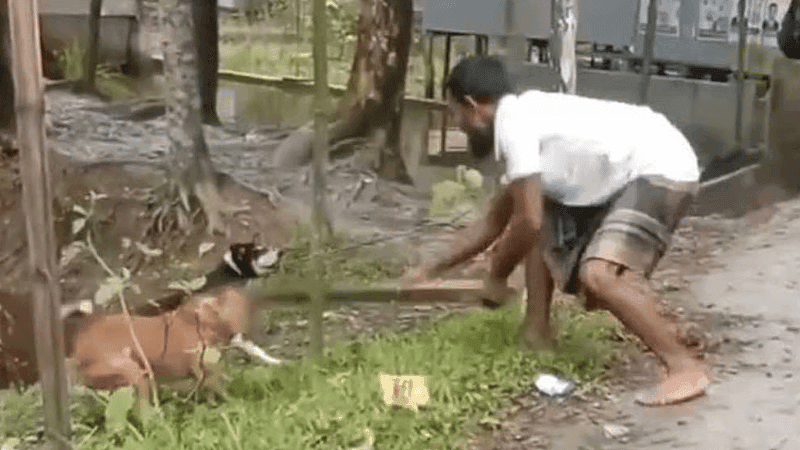 Arrest warrants issued against 2 in Patuakhali over dog beating deaths