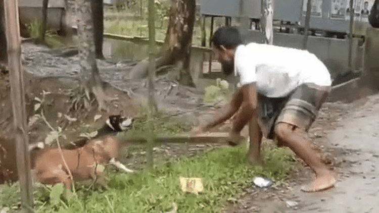Arrest warrants issued against 2 in Patuakhali over dog beating deaths