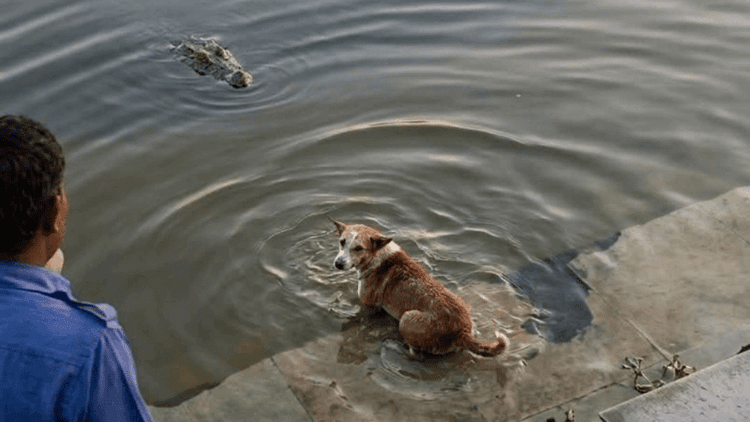 Crocodile catches dog in Bagerhat's shrine pond, what really happened