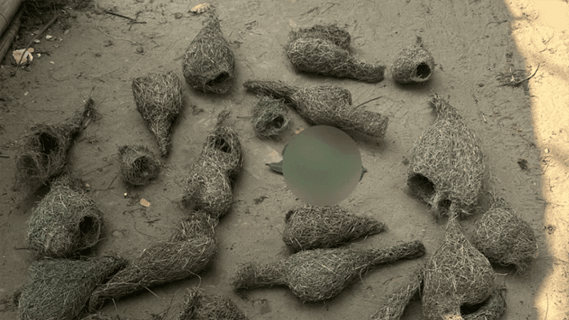 Man kills 30 weavers in Chattogram for eating paddy