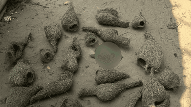 Man kills 30 weavers in Chattogram for eating paddy