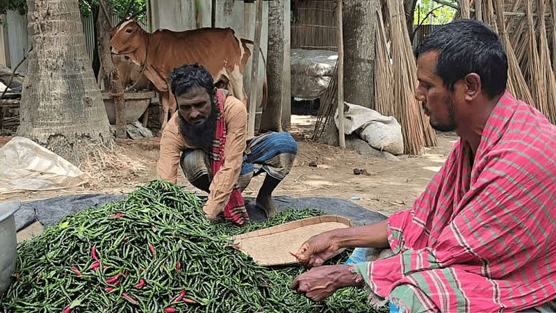 Heavy rains devastate chilli farming in Faridpur, prices surge above Tk300 per Kg