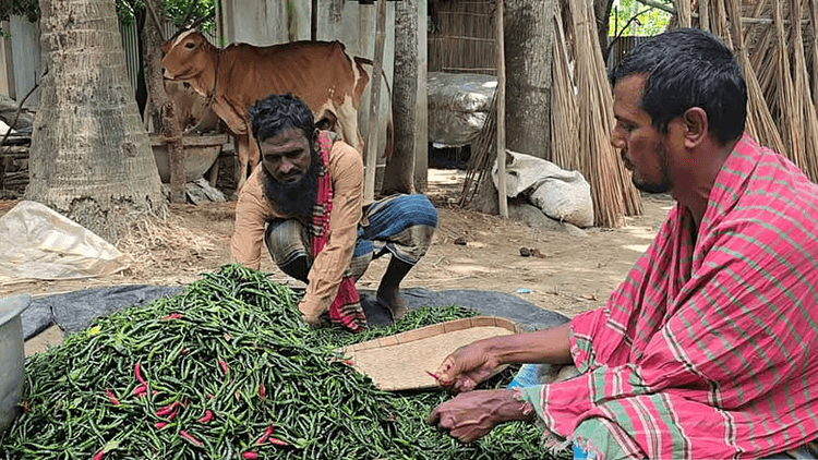 Heavy rains devastate chilli farming in Faridpur, prices surge above Tk300 per Kg