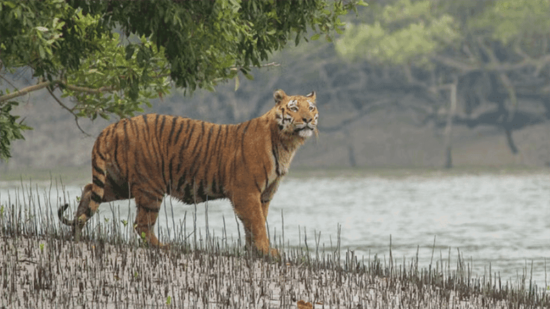 Tiger population in Sundarbans rises by 19 in a decade