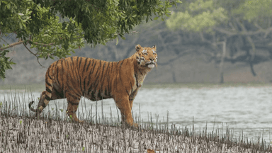 Tiger population in Sundarbans rises by 19 in a decade