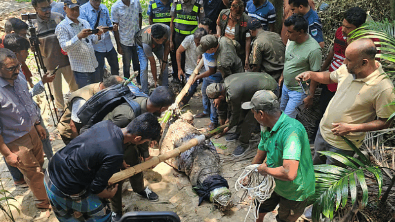 Crocodile removed from Khan Jahan Ali shrine pond