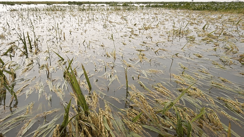 Thousands of hectares of farmland submerged, fear of rising losses