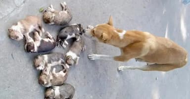 Woman kills 8 puppies in Ishwardi