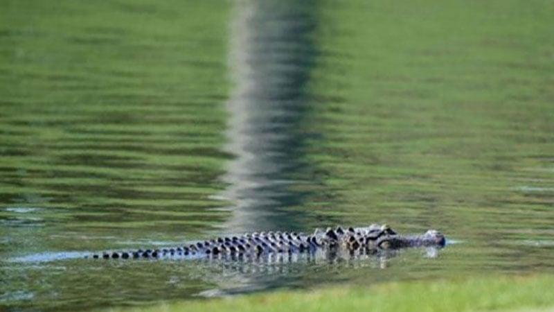 Mother arrested for throwing disabled son into crocodile-infested canal