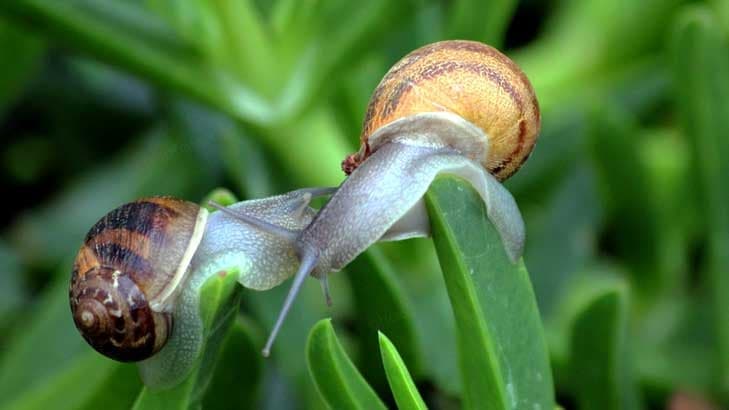 Save the Garden Snail