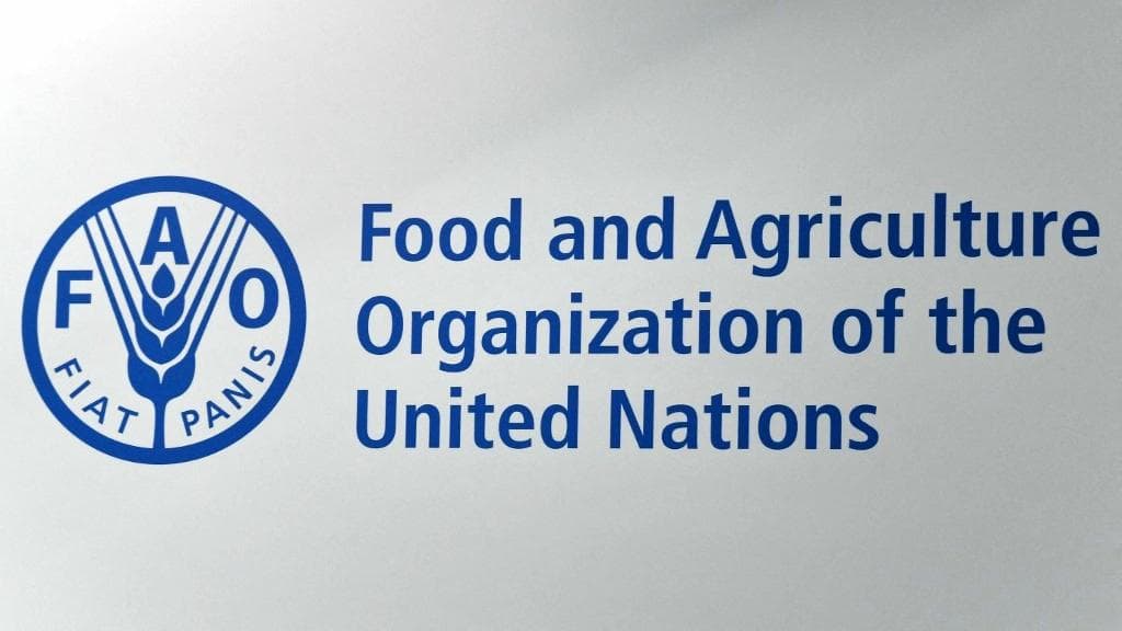 Global food prices at highest since 2022: UN