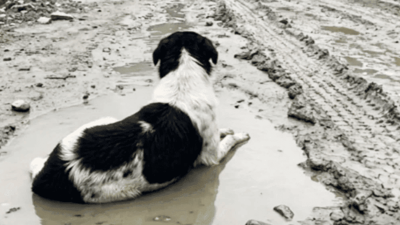 Dog refuses to leave rubble even after house washed away in Nepal flood