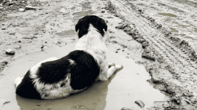 Dog refuses to leave rubble even after house washed away in Nepal flood