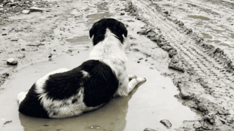 Dog refuses to leave rubble even after house washed away in Nepal flood