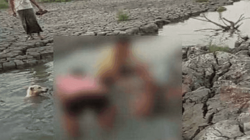 Spotted deer slaughtered in Mirsarai, 3 suspects identified