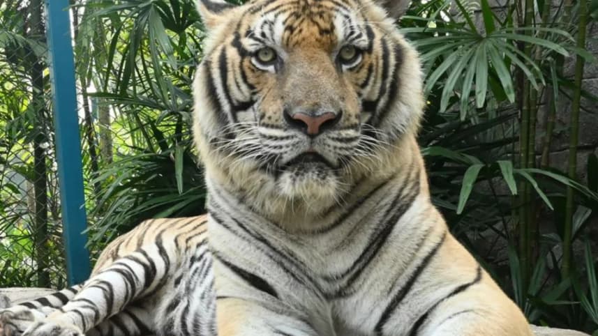 72 tigers die in Chiang Mai virus outbreak