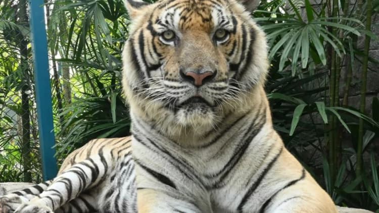 72 tigers die in Chiang Mai virus outbreak