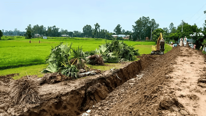 20 government palm trees uprooted in Ullapara in the name of road repair