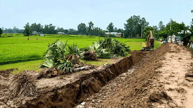 20 government palm trees uprooted in Ullapara in the name of road repair