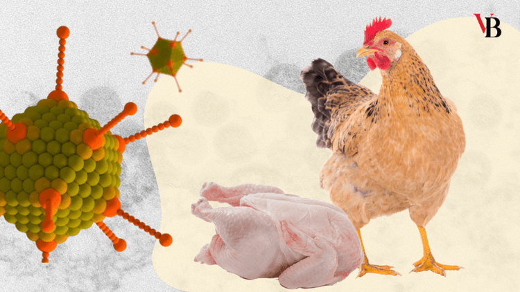 For the first time in Bangladesh, 2 strains of IBH virus identified in chickens