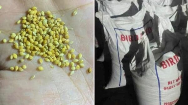 25 tonnes of banned poppy seeds seized in bird feed shipment from Pakistan