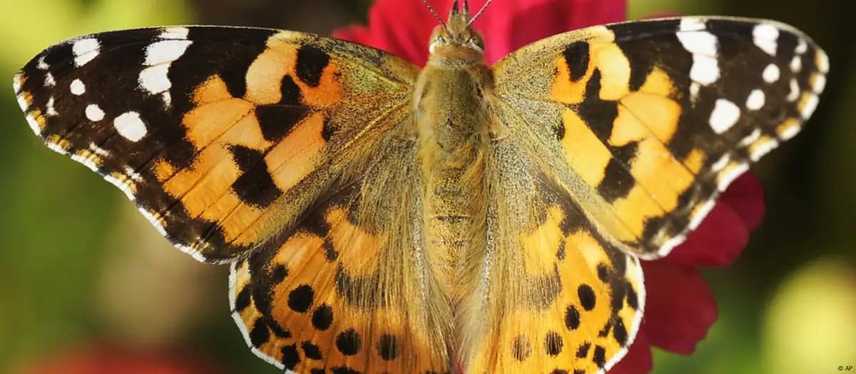 Endangered butterflies and the loss of nature's palette