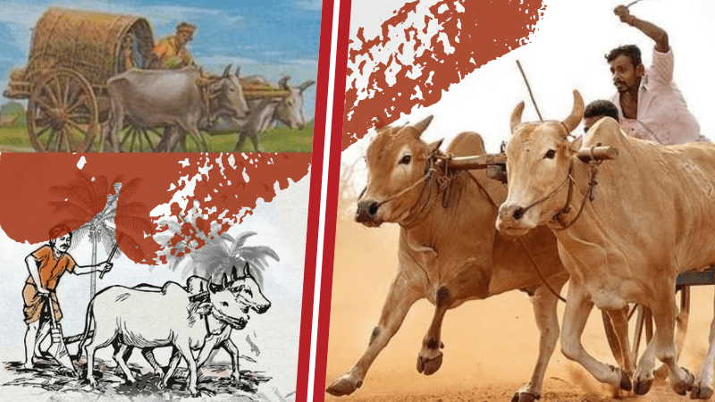 Traditional bullock cart on verge of extinction