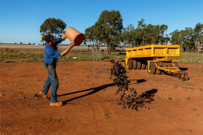 Australian farmers battle mouse plague