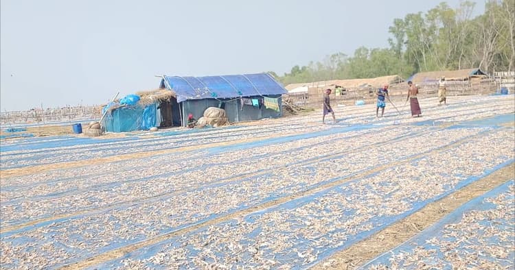 Dry fish season begins at Dublar Char in the Sundarbans