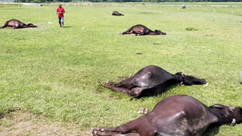15 buffaloes dead at Bagerhat breeding farm