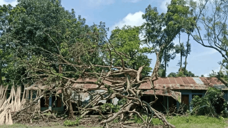 Tree lies on classroom roof for 4 months, halting classes