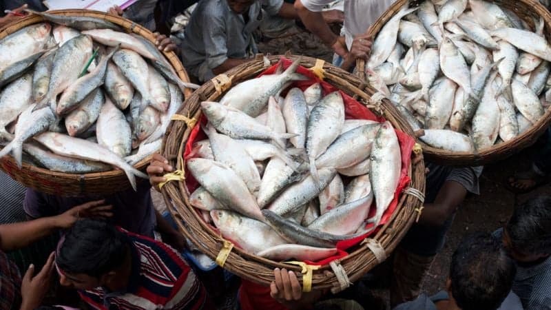 'Fishermen discards two-thirds of their catch while catching Hilsa'