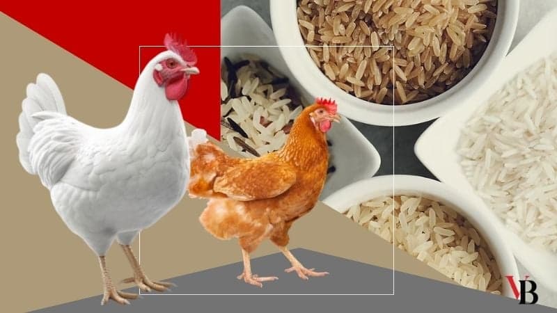 Rice, chicken prices increase