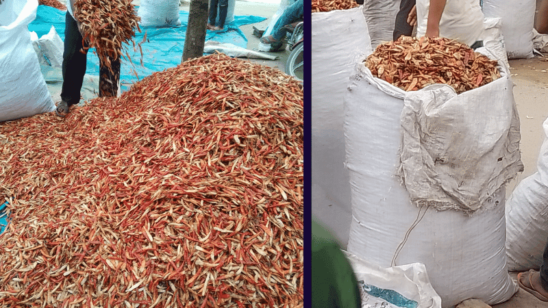 Rotten chillies openly sold at Panchagarh market, consumers at health risk