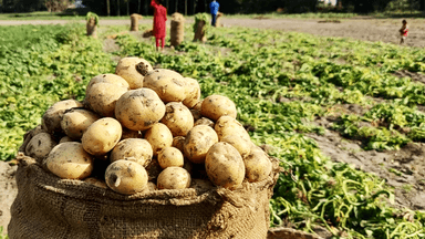 Potatoes costing Tk 18 to produce sold at Tk 9, farmers face huge losses