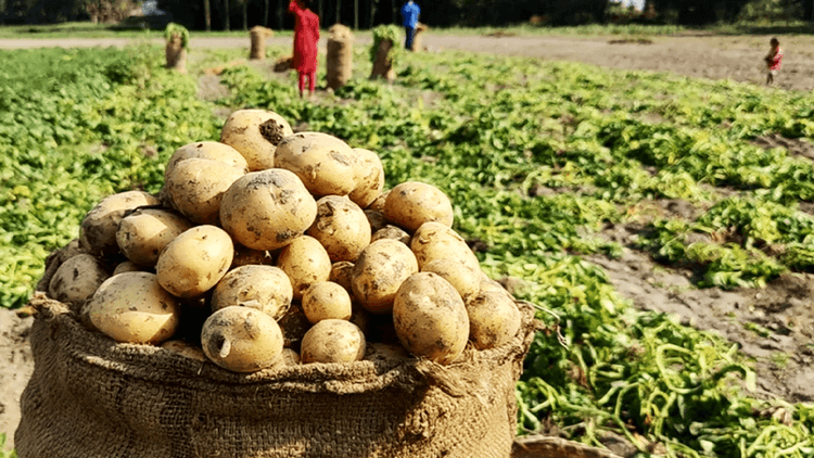 Potatoes costing Tk 18 to produce sold at Tk 9, farmers face huge losses