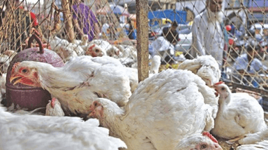Broiler chicken price rises by Tk 30 per kg in a week