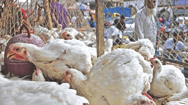 Broiler chicken price rises by Tk 30 per kg in a week