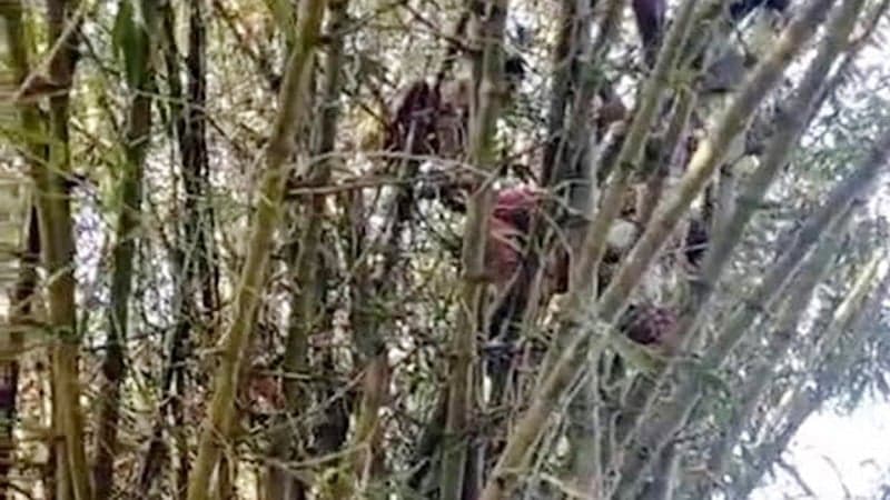 Fire service rescue housewife from 60-foot high bamboo bush