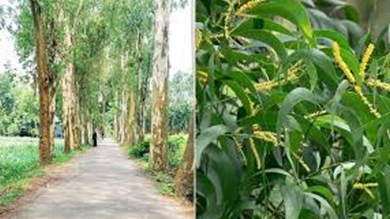 Plantation, sale of eucalyptus, akashmoni saplings banned