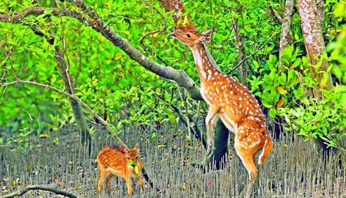 বন রক্ষা করতেই হবে