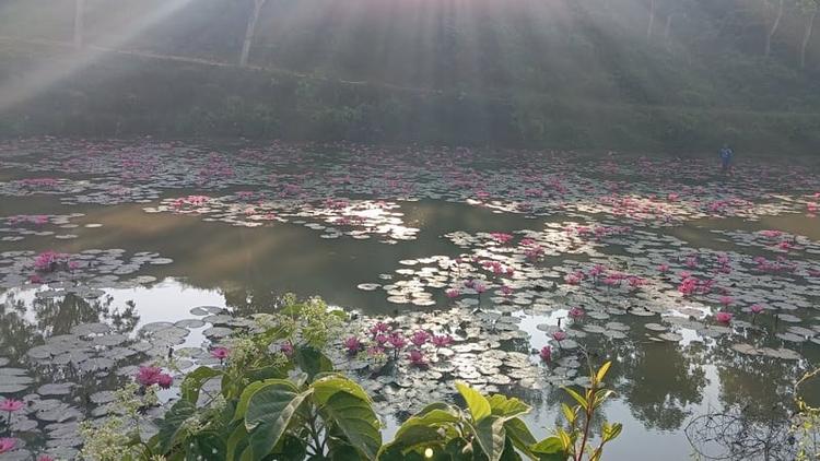 Deundi Tea Garden's Shapla Beel, a new tourism potential