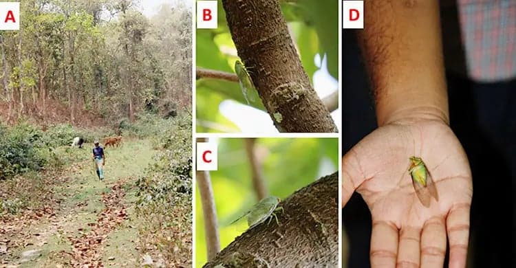 Bangladeshi researchers identifies new cicada species