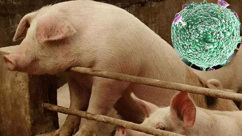 Nipah virus first spread to humans through pigs