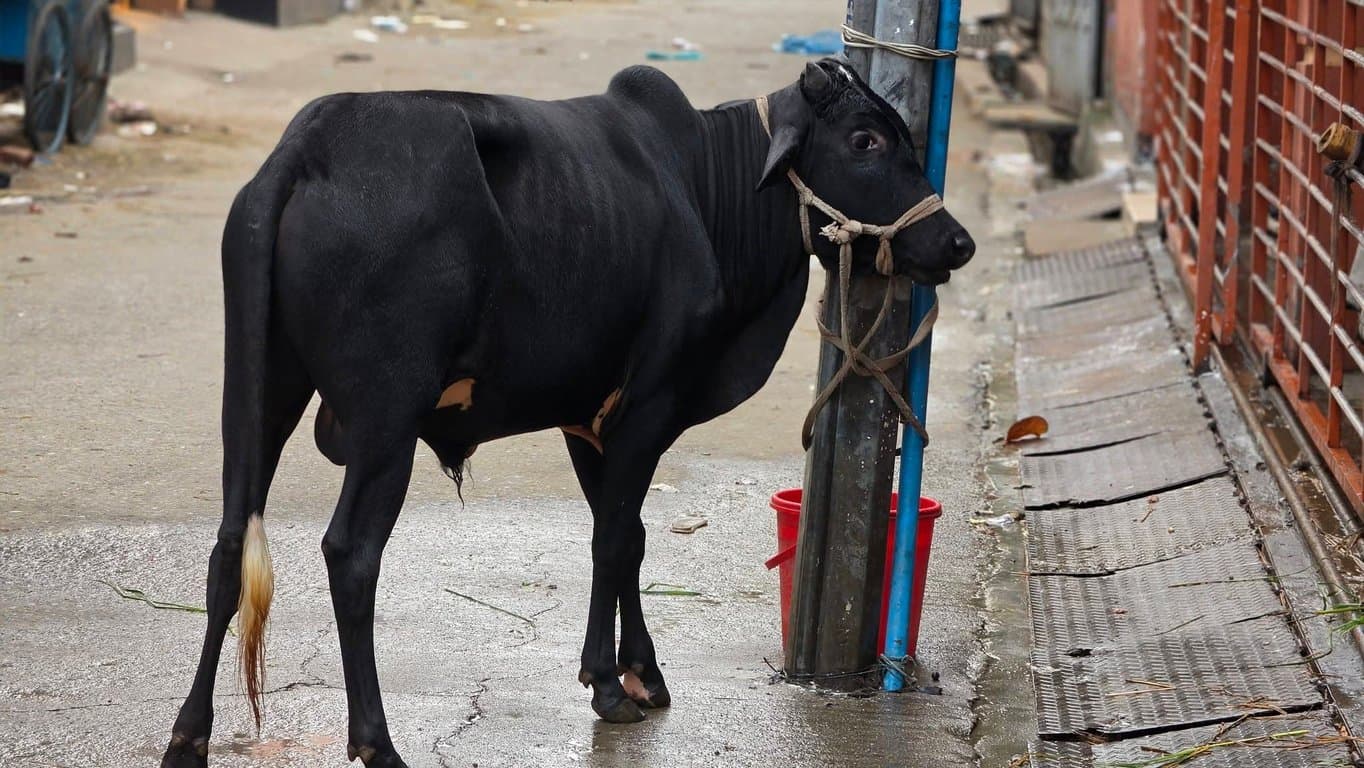 Animal sacrifices continues on second day of Eid-ul-Azha