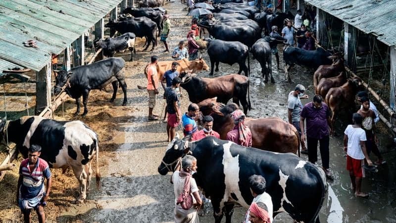 Dhaka to set up 26 cattle markets ahead of Eid-ul-Azha
