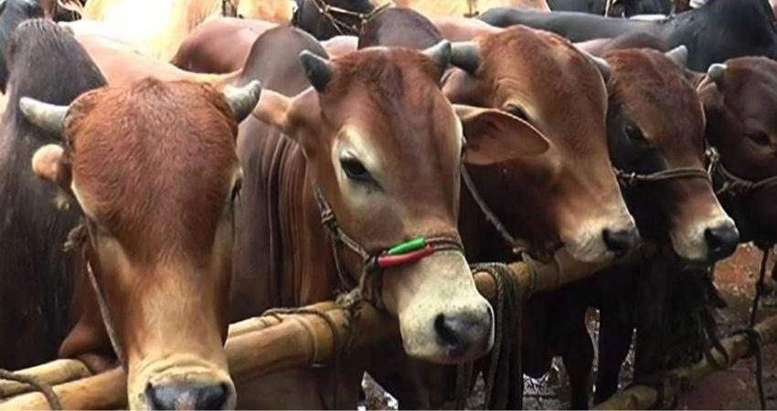 Bangladesh sees surplus of sacrificial animals this year