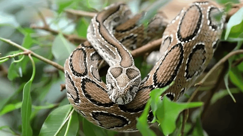 Don't panic if bitten by a snake, know what to do