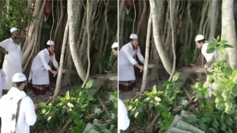 200-year-old banyan tree felled in Madaripur over 'bid'ah' concerns